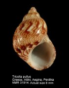 Tricolia pullus pullus (2)